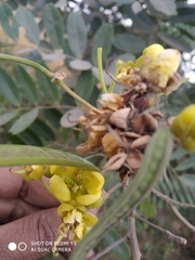 Senna siamea