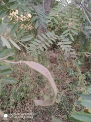 Senna siamea