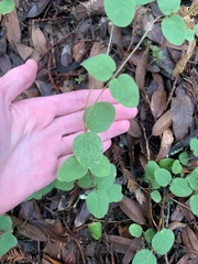 Symphoricarpos mollis