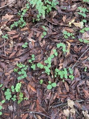Symphoricarpos mollis