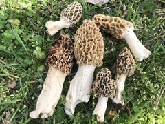 Morchella americana