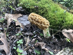 Morchella americana