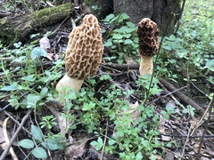 Morchella americana