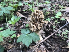 Morchella americana