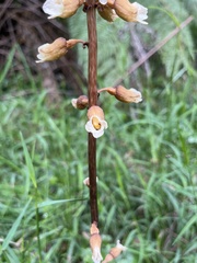 Gastrodia procera