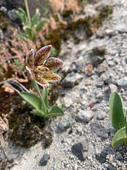 Fritillaria purdyi