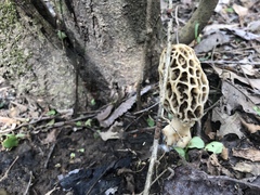 Morchella americana