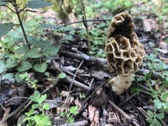 Morchella americana