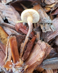 Galerina semilanceata