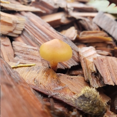 Galerina semilanceata