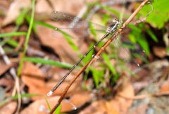 Episynlestes albicaudus