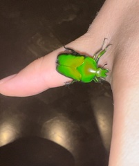 Ischiopsopha wallacei