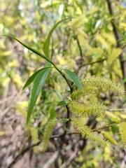 Salix euxina