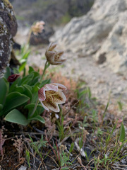 Fritillaria purdyi