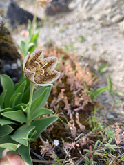 Fritillaria purdyi