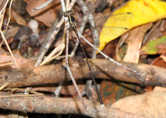 Episynlestes albicaudus