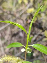 Salix euxina