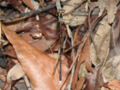 Episynlestes albicaudus