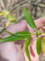 Salix euxina