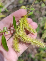 Salix euxina