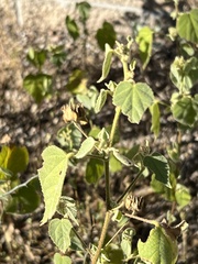 Abutilon abutiloides