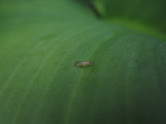 Psocodea