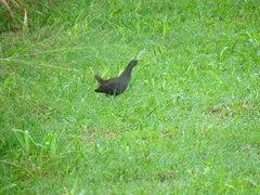 Amaurornis moluccana