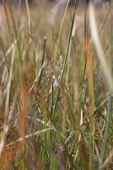 Thelymitra circumsepta