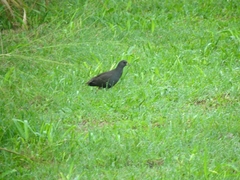 Amaurornis moluccana