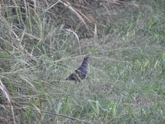 Amaurornis moluccana