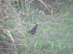 Amaurornis moluccana