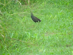 Amaurornis moluccana