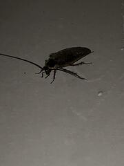 Parcoblatta pennsylvanica