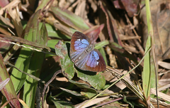 Arhopala birmana