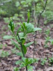 Euonymus europaeus