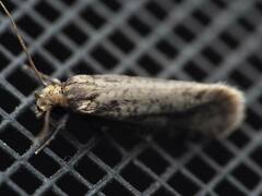 Amydria effrenatella