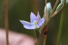 Thelymitra circumsepta