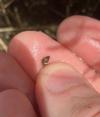 Potamopyrgus estuarinus