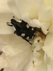 Mausoleopsis amabilis