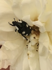 Mausoleopsis amabilis