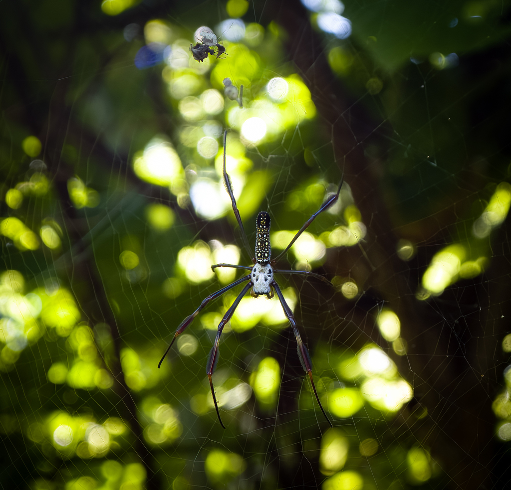 Golden Silk Spider from Puerto Vallarta, Jalisco, Mexico on September 9