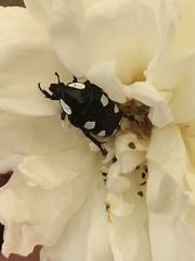 Mausoleopsis amabilis