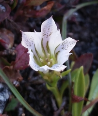 Gentiana newberryi tiogana