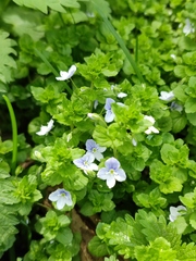Veronica filiformis
