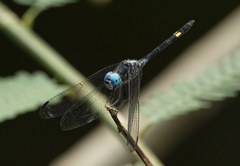 Micrathyria atra