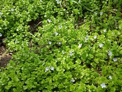Veronica filiformis