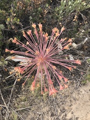 Boophone haemanthoides