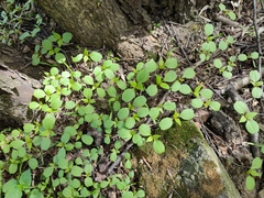 Impatiens parviflora