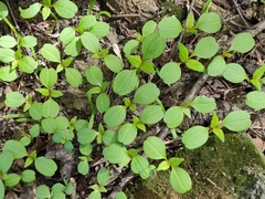 Impatiens parviflora