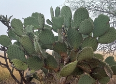 Opuntia hyptiacantha